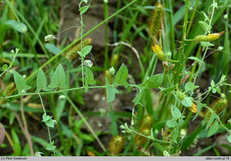 Kickxia elatine (kiksja oszczepowata)