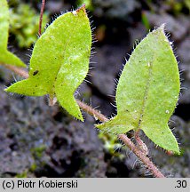 Kickxia elatine (kiksja oszczepowata)