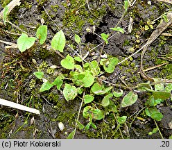 Kickxia elatine (kiksja oszczepowata)