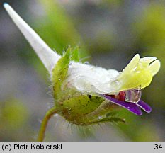 Kickxia elatine (kiksja oszczepowata)