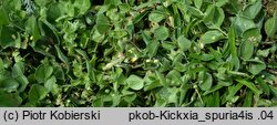 Kickxia spuria (kiksja zgiętoostrogowa)