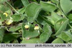 Kickxia spuria (kiksja zgiętoostrogowa)