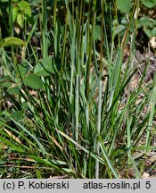 Koeleria macrantha (strzęplica nadobna)