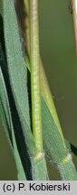 Koeleria macrantha (strzęplica nadobna)