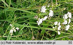 Oenanthe fistulosa (kropidło piszczałkowate)