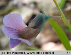 Lathyrus montanus (groszek skrzydlasty)