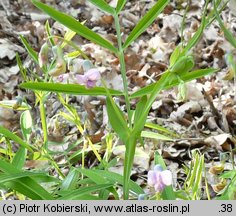 Lathyrus montanus (groszek skrzydlasty)