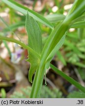 Lathyrus montanus (groszek skrzydlasty)