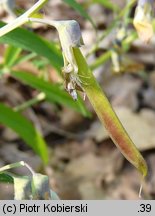 Lathyrus montanus (groszek skrzydlasty)