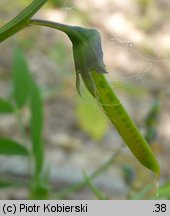 Lathyrus montanus (groszek skrzydlasty)