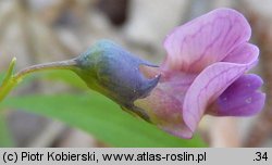 Lathyrus montanus (groszek skrzydlasty)