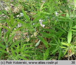 Lathyrus montanus (groszek skrzydlasty)