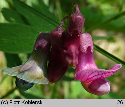 Lathyrus niger (groszek czerniejący)