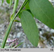 Lathyrus niger (groszek czerniejący)