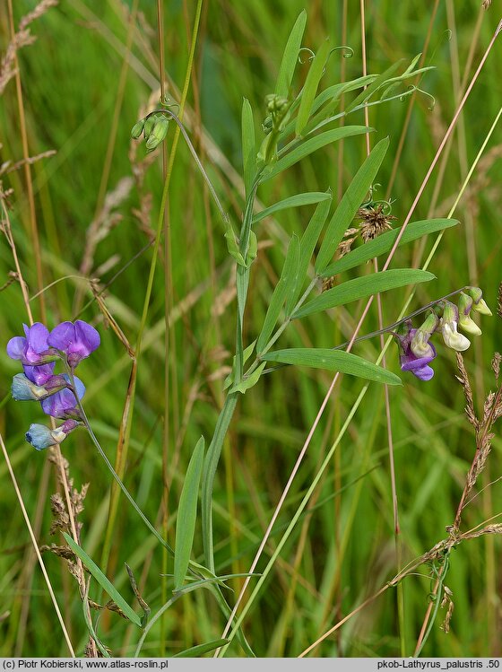 Lathyrus palustris (groszek błotny)