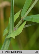 Lathyrus palustris (groszek błotny)