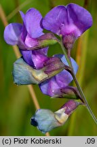 Lathyrus palustris (groszek błotny)