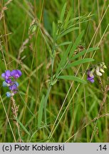 Lathyrus palustris (groszek błotny)