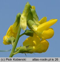 Lathyrus pratensis (groszek łąkowy)