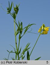 Lathyrus pratensis (groszek łąkowy)