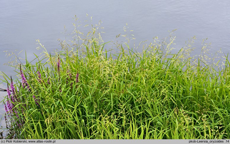 Leersia oryzoides (zamokrzyca ryżowa)