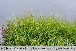 Leersia oryzoides (zamokrzyca ryżowa)