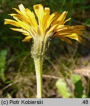 Leontodon hispidus (brodawnik zwyczajny)