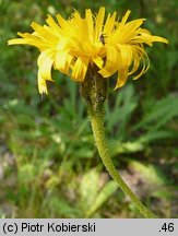 Leontodon hispidus (brodawnik zwyczajny)