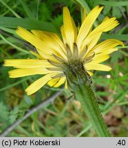 Leontodon hispidus (brodawnik zwyczajny)