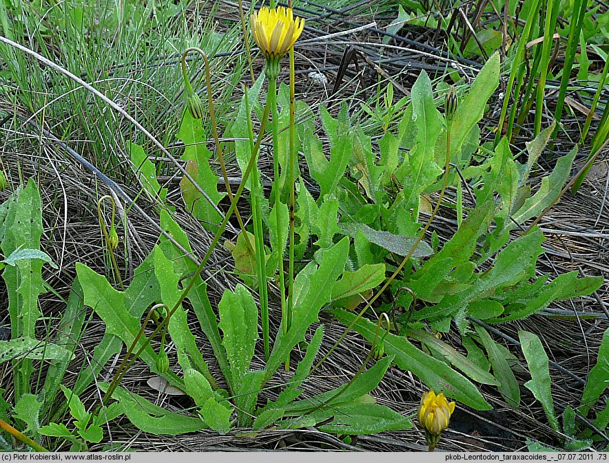 Leontodon saxatilis (brodawnik różnoowockowy)