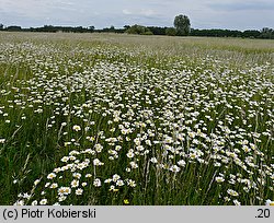 Leucanthemum vulgare