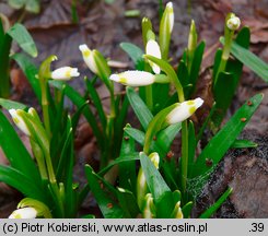 Leucojum vernum (śnieżyca wiosenna)