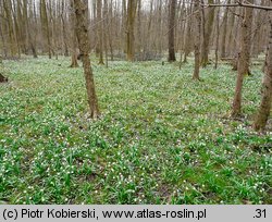 Leucojum vernum (śnieżyca wiosenna)