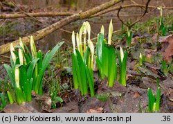 Leucojum vernum (śnieżyca wiosenna)