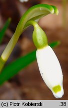 Leucojum vernum (śnieżyca wiosenna)