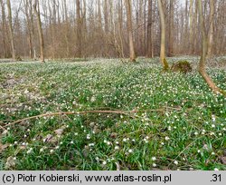 Leucojum vernum (śnieżyca wiosenna)