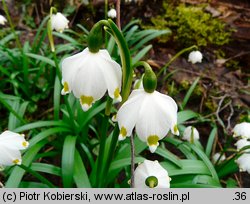 Leucojum vernum (śnieżyca wiosenna)