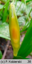 Leucojum vernum (śnieżyca wiosenna)