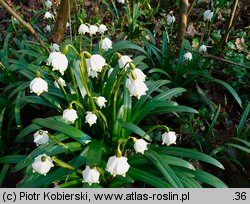 Leucojum vernum (śnieżyca wiosenna)