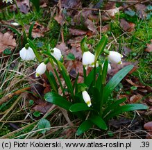 Leucojum vernum (śnieżyca wiosenna)