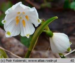 Leucojum vernum (śnieżyca wiosenna)