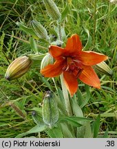 Lilium bulbiferum (lilia bulwkowata)