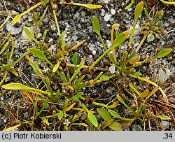 Limosella aquatica (namulnik brzegowy)