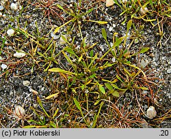 Limosella aquatica (namulnik brzegowy)