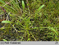 Limosella aquatica (namulnik brzegowy)