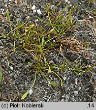 Limosella aquatica (namulnik brzegowy)