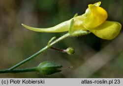 Linaria spartea (linaria miotlasta)