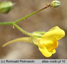 Linaria spartea (linaria miotlasta)