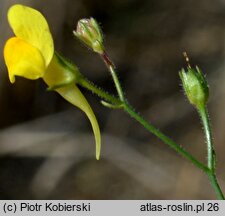 Linaria spartea (linaria miotlasta)