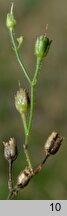 Linaria spartea (linaria miotlasta)